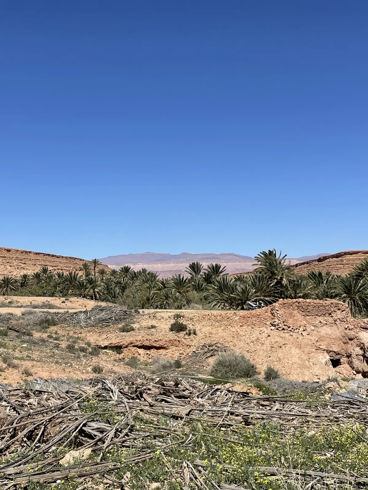 Palmeral del valle del Ziz cerca de Errachidia, en el sureste de Marruecos